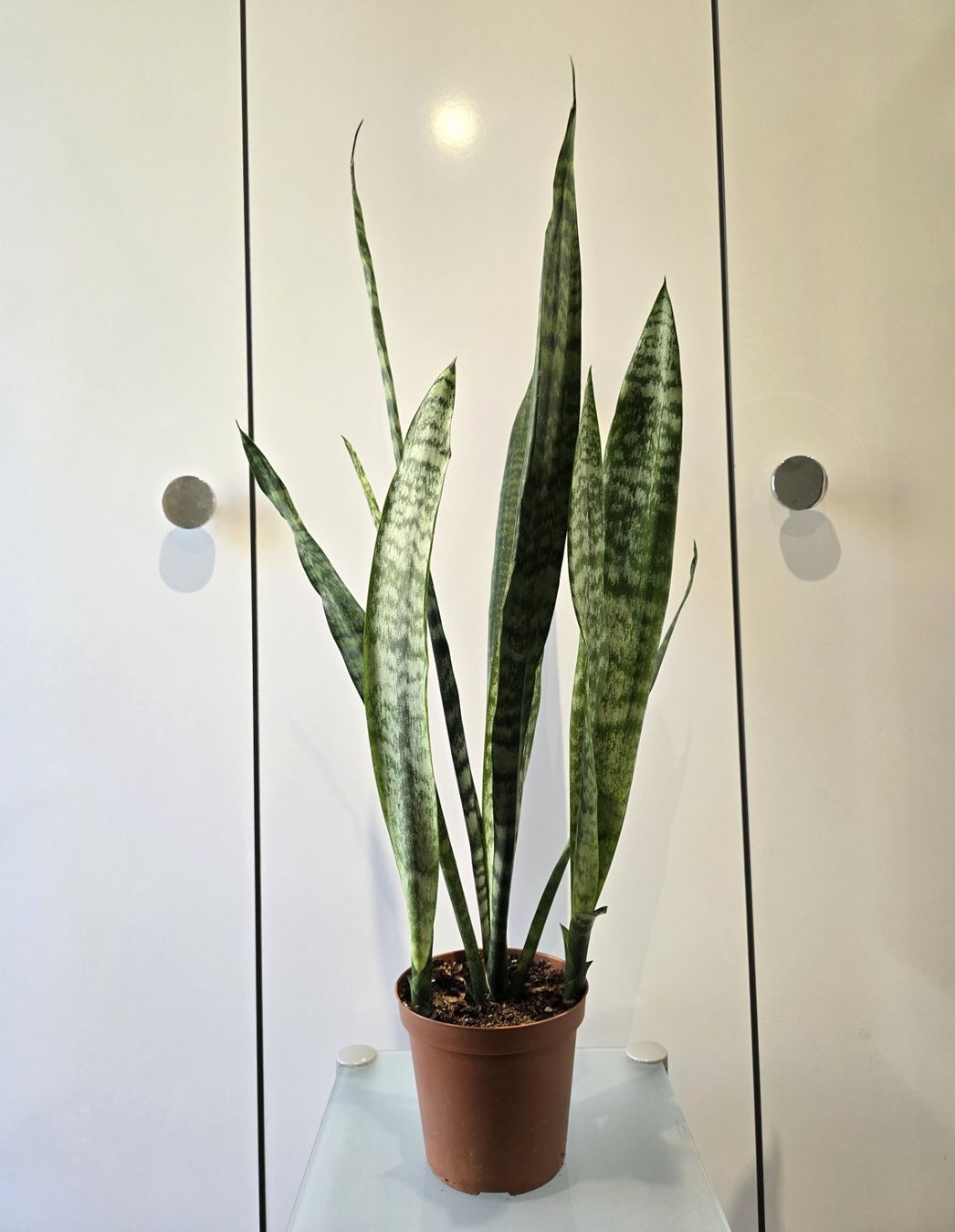 Piante & sementi: Pflanze Sansevieria / Bogenhanf 82 cm – Usato da Oetwil an der Limmat venduto da dhantal 6