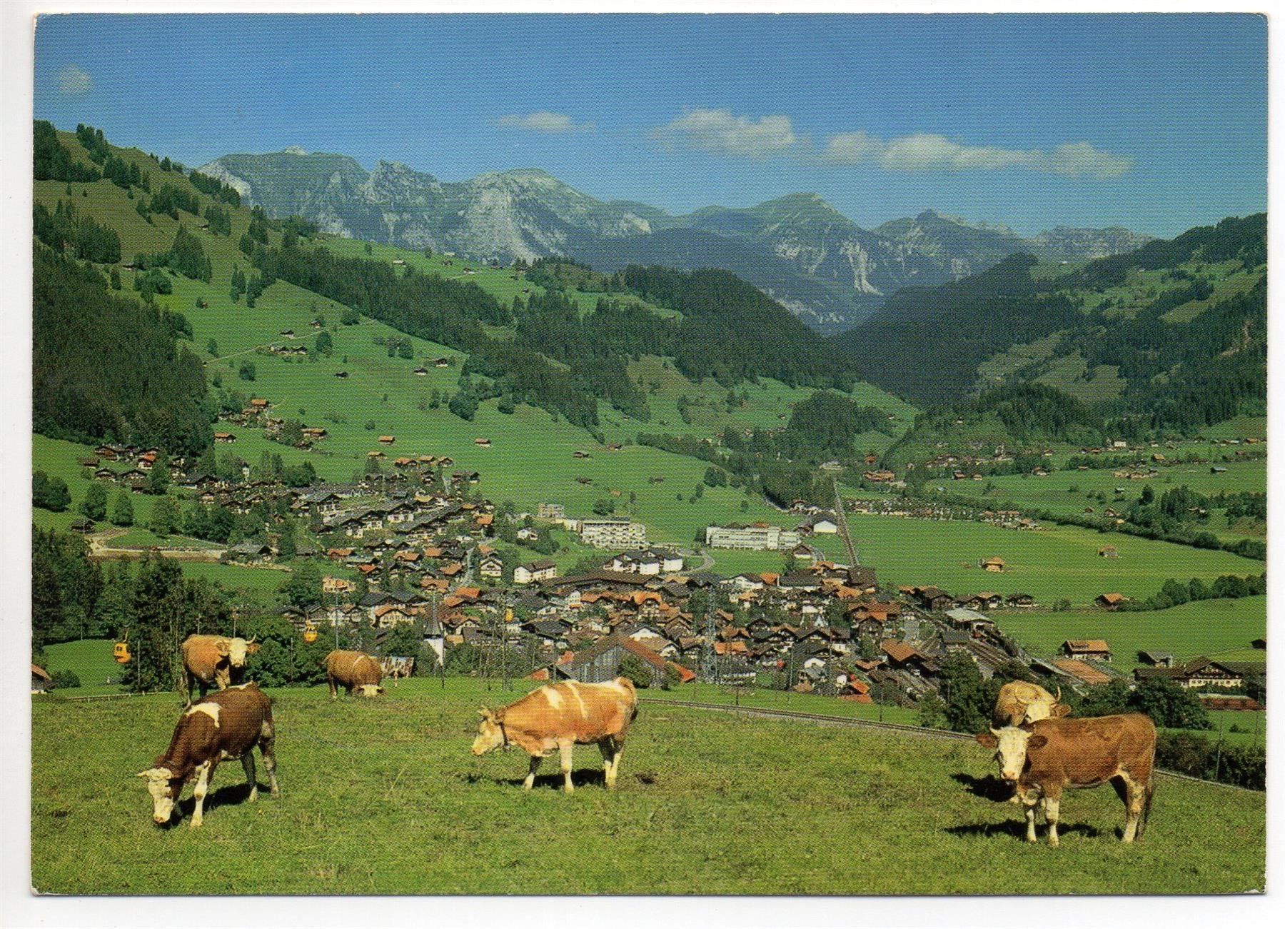 Cartoline postali: ZWEISIMMEN Kühe – Usato da Jona venduto da philajona