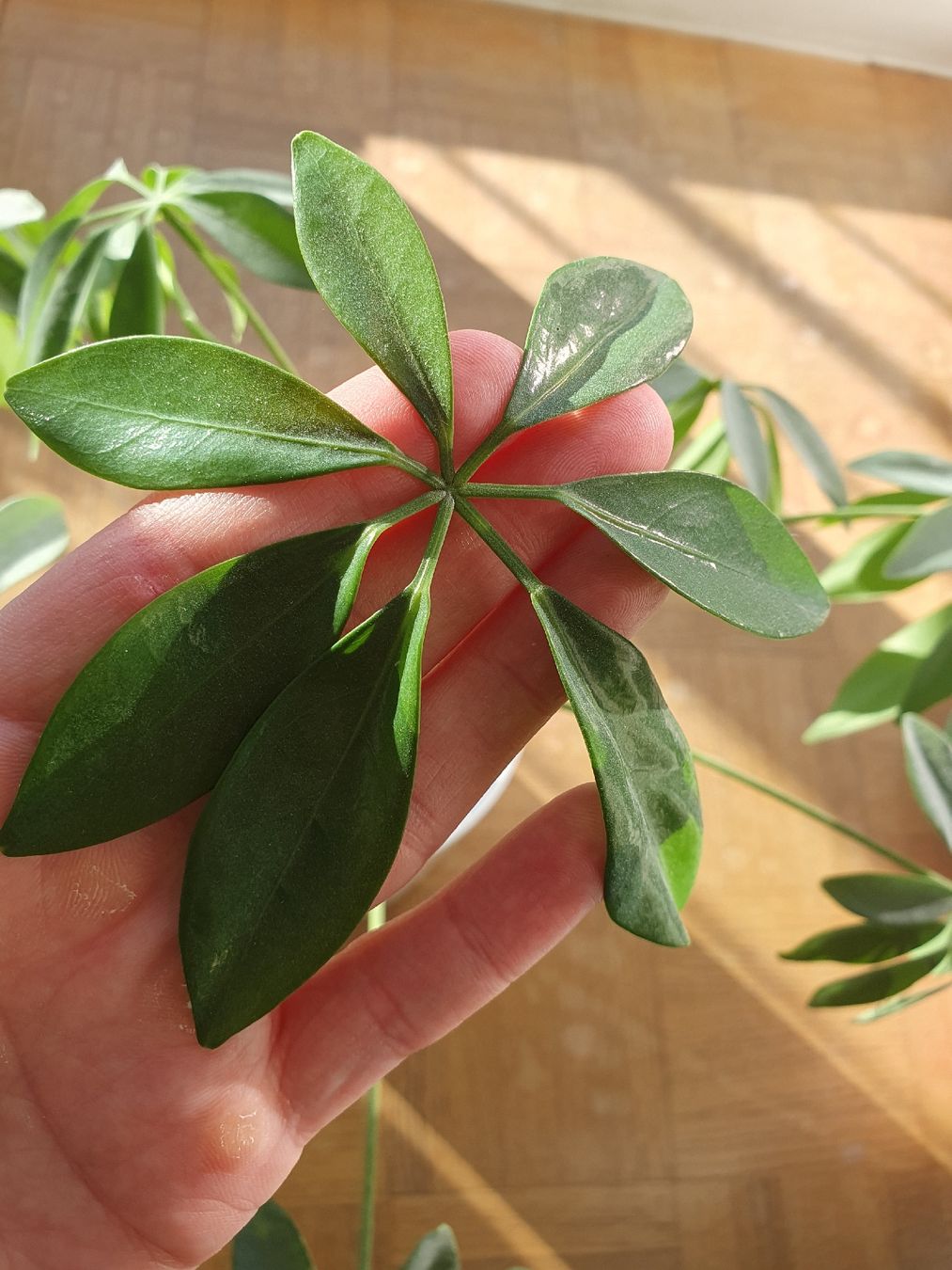 Pflanzen & Samen: Schefflera – Gebraucht aus Olten von thefrog96 2
