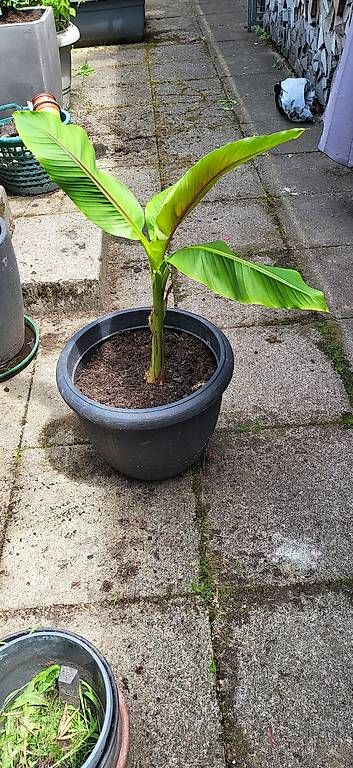 Piante & sementi: Bananenbaum – Usato da Wallisellen venduto da Eugenio 1