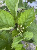 Brombeere ohne Dornen in Topf wie abgebildet