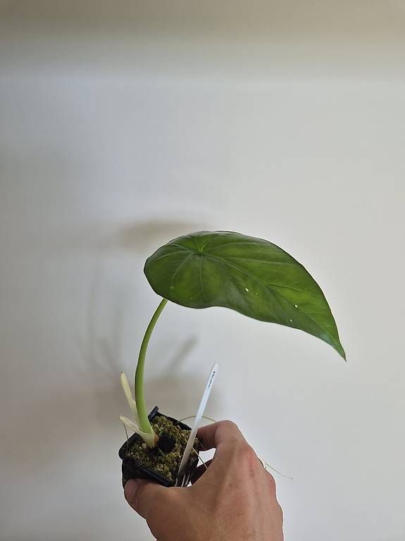 Pflanzen & Samen: Alocasia Macrorrhiza Ableger  – Gebraucht aus Bülach von Moritz_utzinger 1
