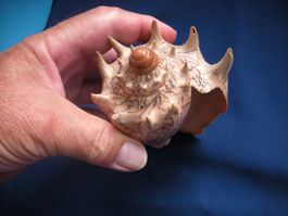 Wunderschöne Muschel Philippinen 15 cm