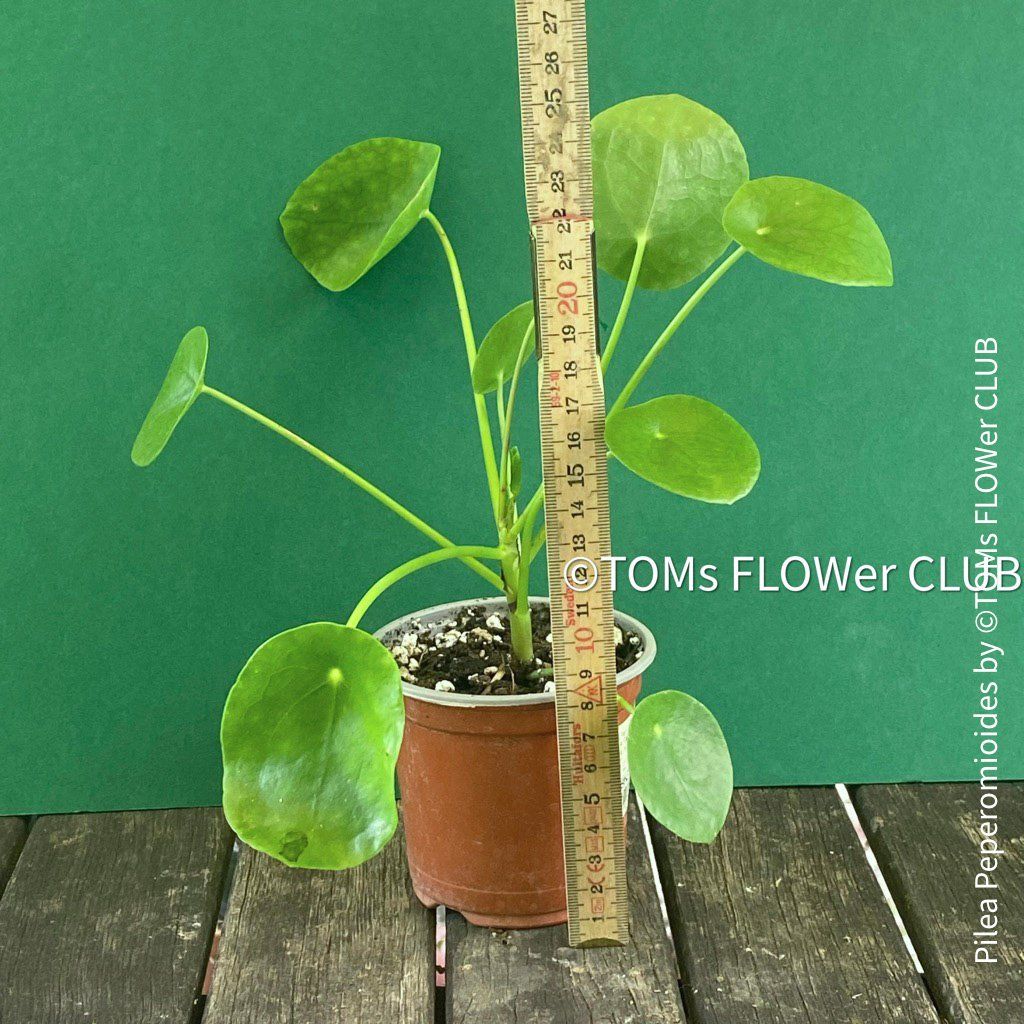 Piante & sementi: Pilea Peperomioides - 100% Bio-Anzucht – Nuovo e nell'imballaggio originale da Adliswil venduto da astom369 4