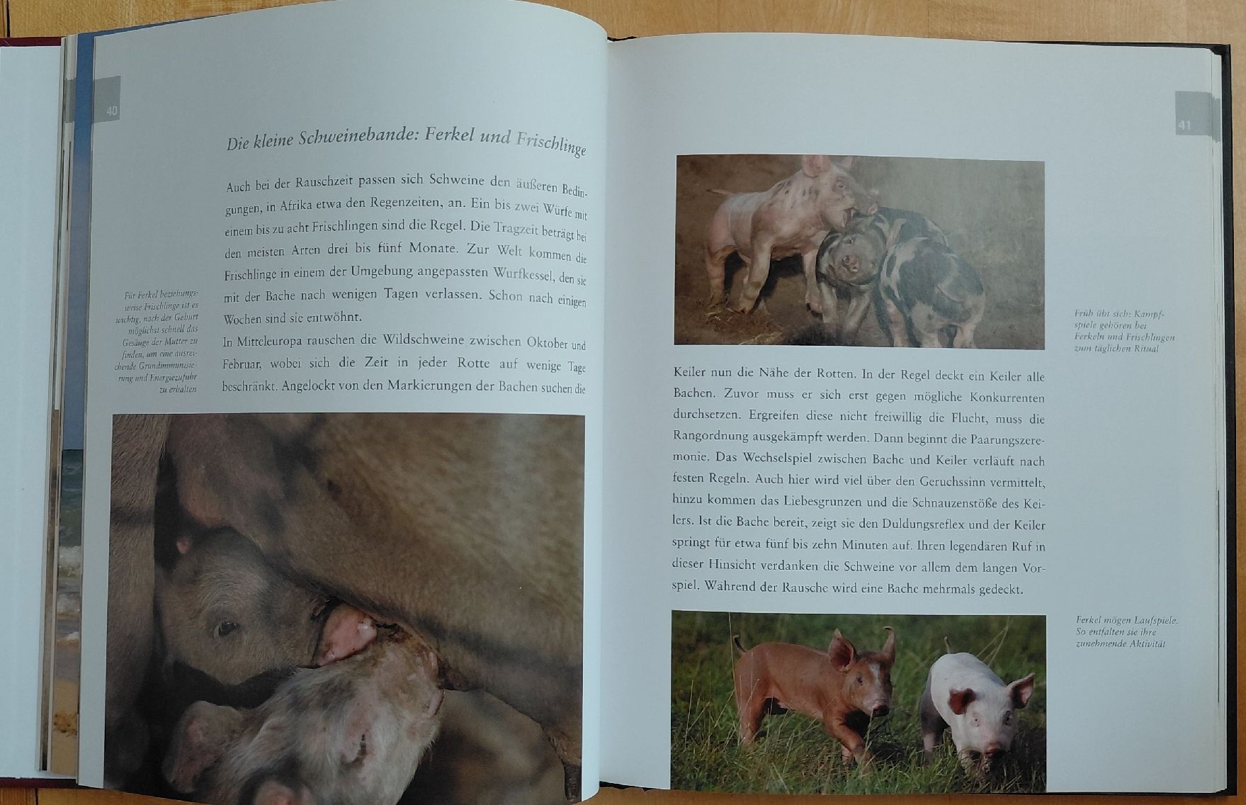 Libri: Schweine - Liebenswertes Borstenvieh – Usato da Trogen venduto da Limboo 4