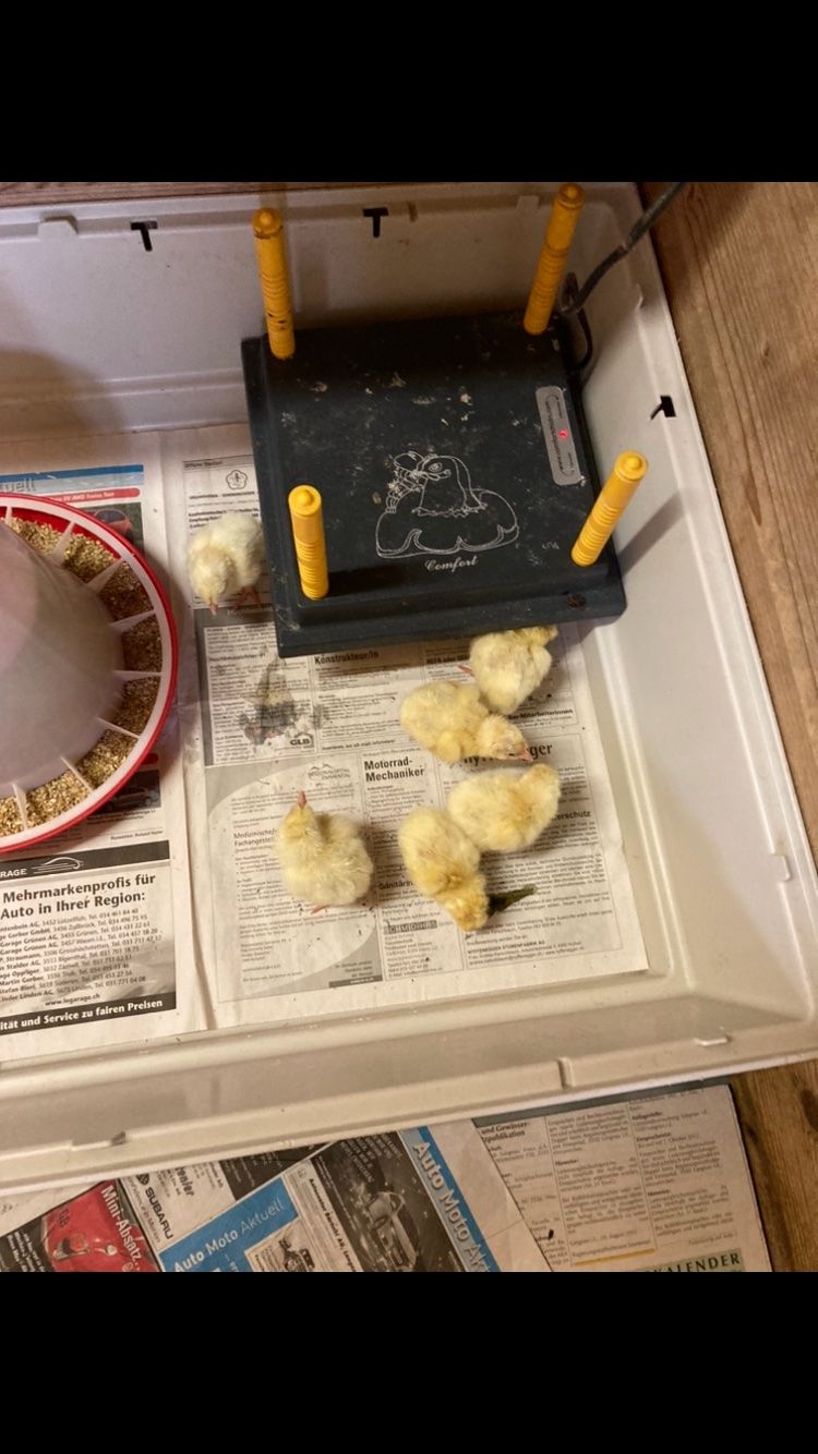 Altro in Accessori per animali: Lohnbrut, Inkubator, Hühner, Wachteln, Eier – Usato da Rüderswil venduto da xander10 5