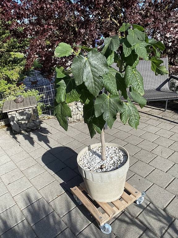 Piante & sementi: Feigenbaum auf Stamm mit Topf – Usato da Gempenach venduto da Mittelpudel