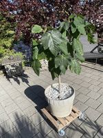 Feigenbaum auf Stamm mit Topf