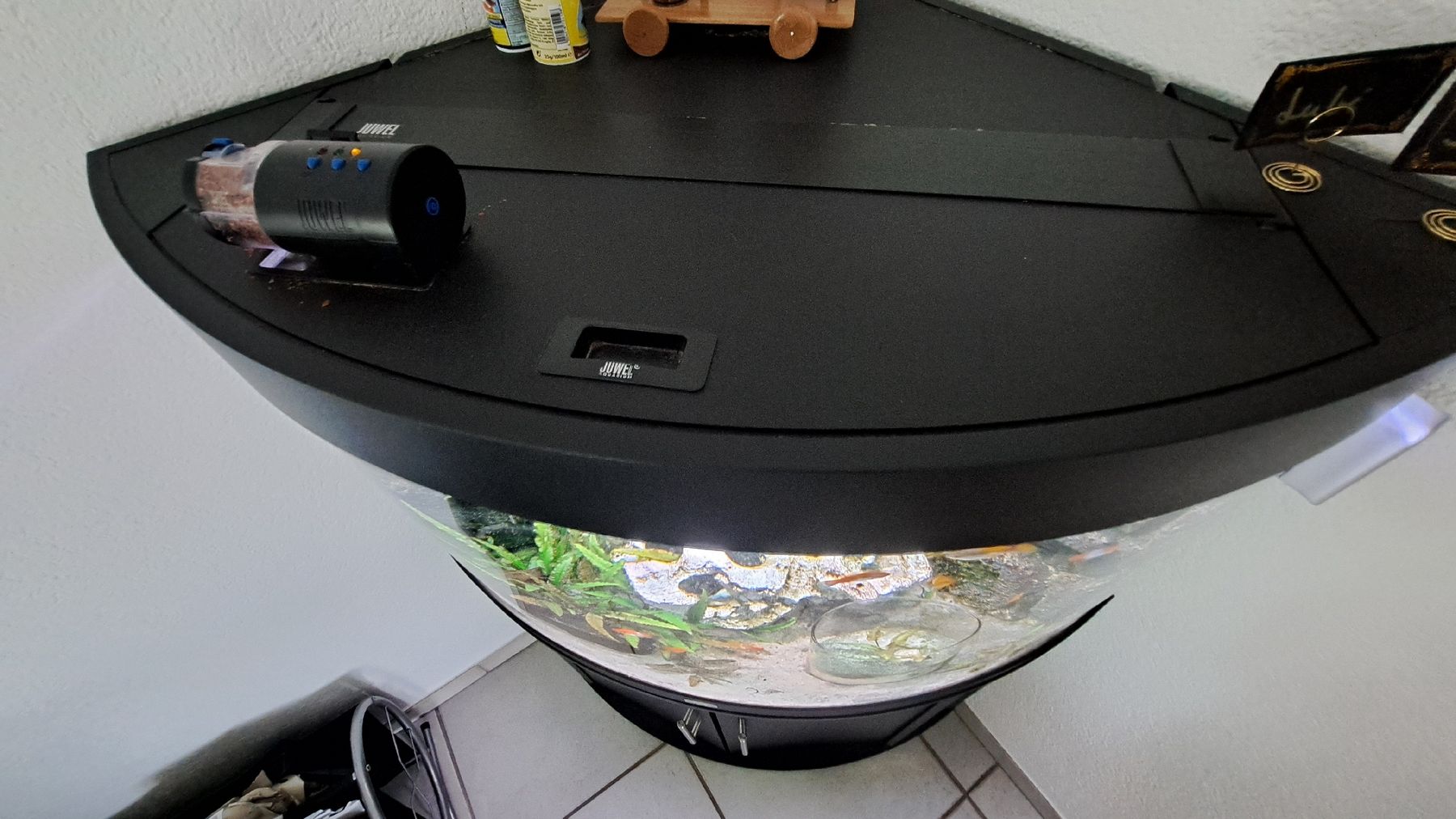 Acquari: aquarium  – Usato da Wildegg venduto da miasofanis 2