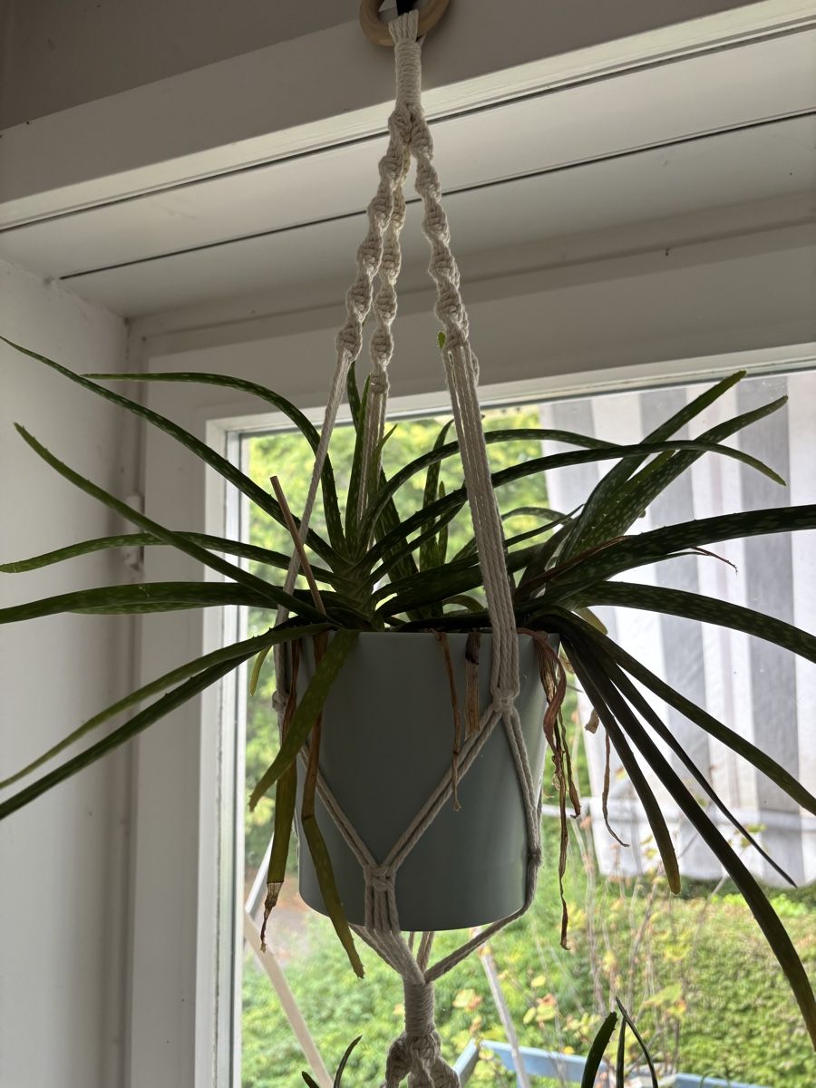 Pflanzen & Samen: Aloe Vera mit Übertopf  – Gebraucht aus Zürich von wie_p6fw