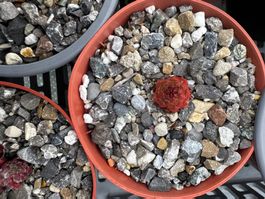 Sempervivum (Winterhart)