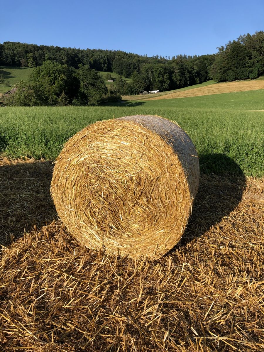 Mangimi: Futterstroh Weizenstroh Rundballen im Spezialmass – Nuovo e nell'imballaggio originale da Embrach venduto da lukaseckert