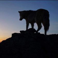 Profile image of Wolfsblut62