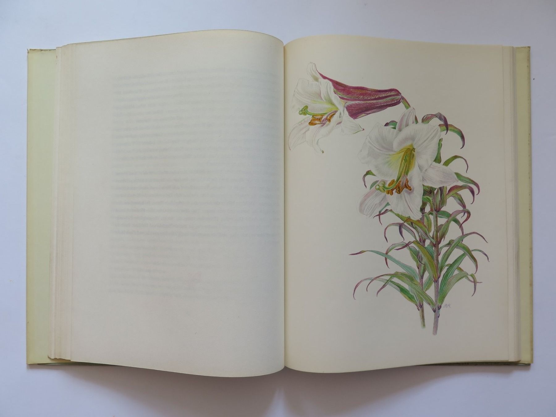 Bücher: Blumen - Das Blumenjahr - Hermann Hiltbrunner – Gebraucht aus Zwingen von Tigertimmi 1
