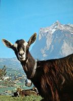 BERGZIEGE Mountain goat