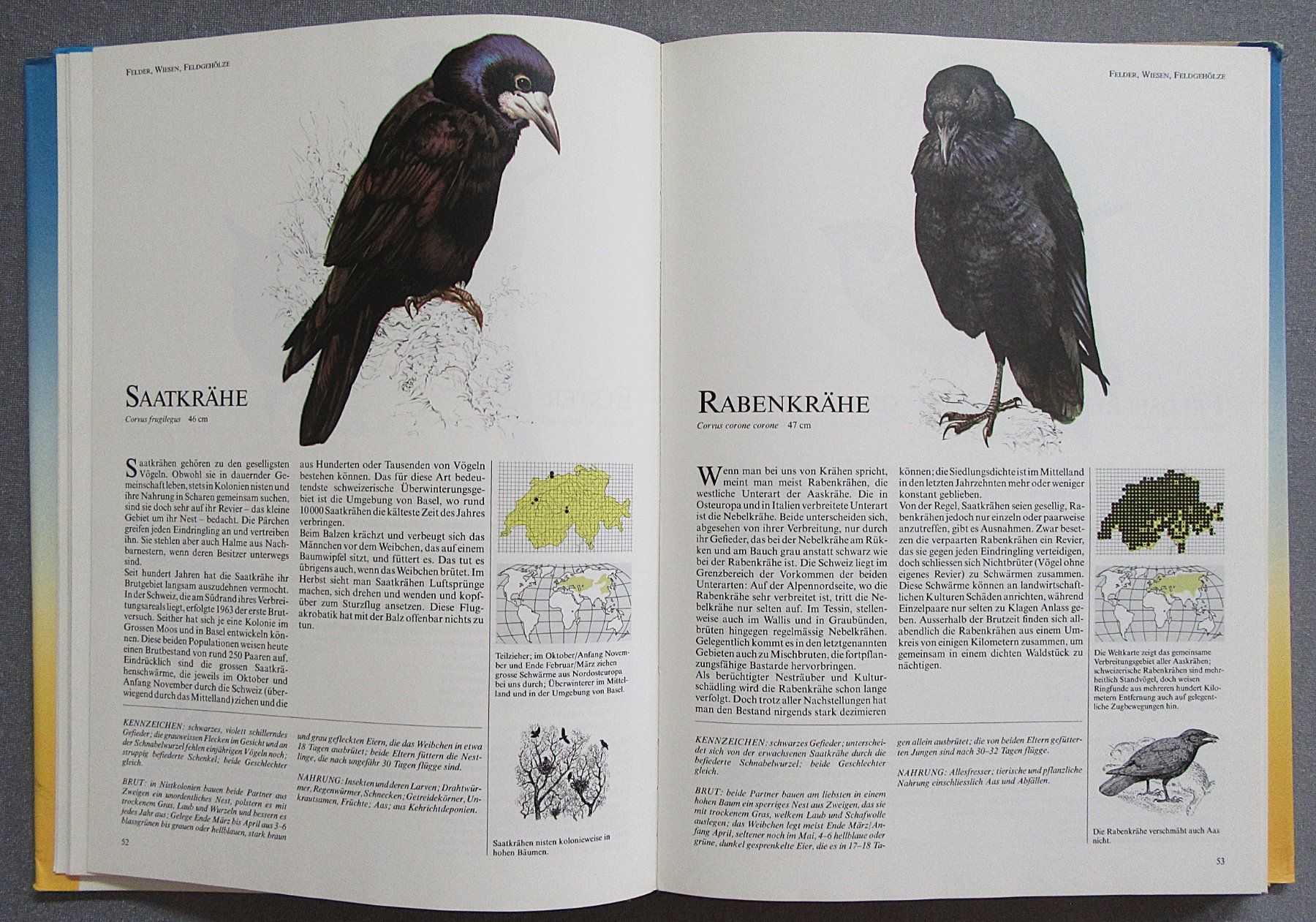 Bücher: Die häufigsten Vogelarten der Schweiz - in Text und Bild – Gebraucht aus Auenstein von Padabimbim 4
