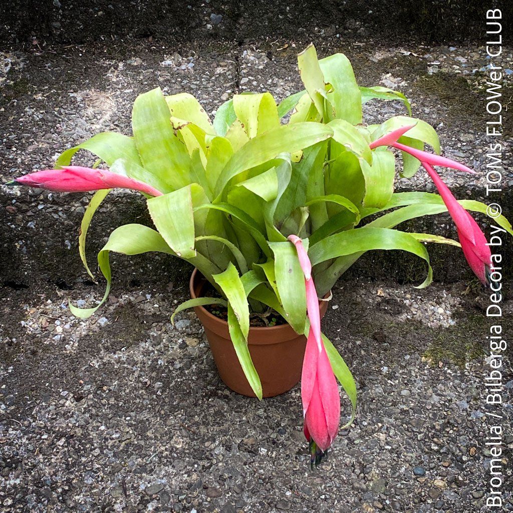 Piante & sementi: Bromelia / Bilbergia Decora - super robuste Pflanze – Nuovo e nell'imballaggio originale da Adliswil venduto da astom369