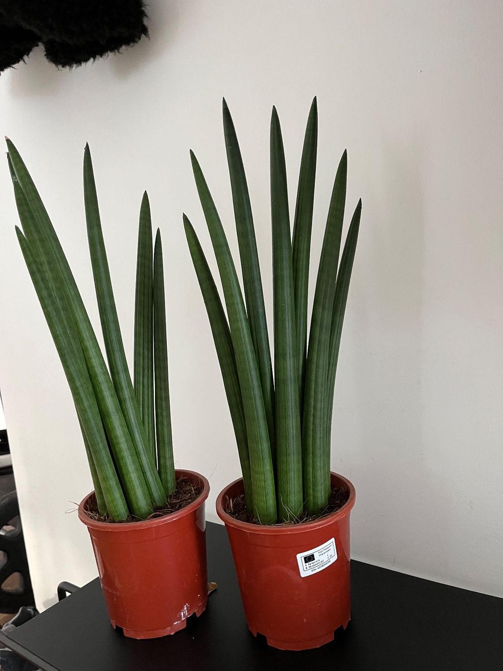 Pflanzen & Samen: Zimmerpflanzen (2x) – Neu (gemäss Beschreibung) aus Triesen von dardaleni 1