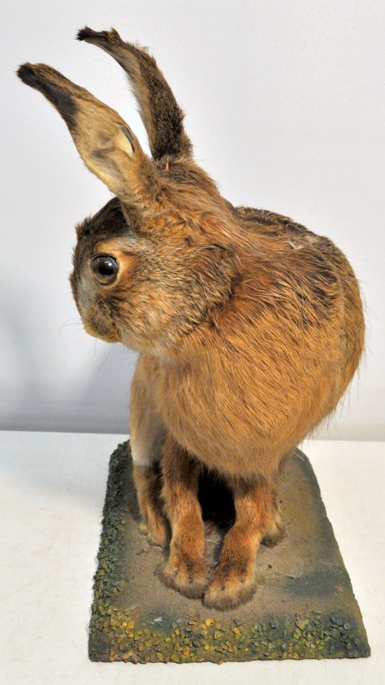 Welt der Tiere: Lièvre naturalisé – Gebraucht aus Neuchâtel von Neuchatel 1