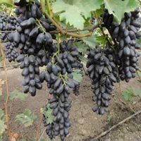 Vigne  Raisin de collection AKADEMIK
