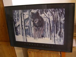 wunderschönes,grosses Bild eines Timber Wolfs, Wechselrahmen