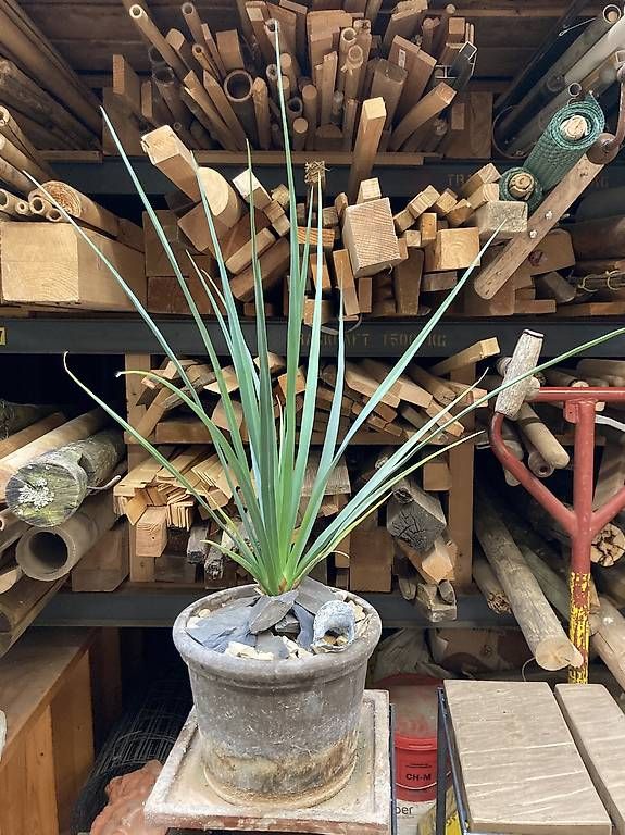 Plantes & graines: Dracaena cinnabari (Drachenblutbaum) – D'occasion à Liestal par PrebenZwei 2