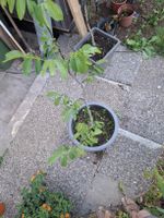 Noyer en pot, parfait pour le printemps, à planter !