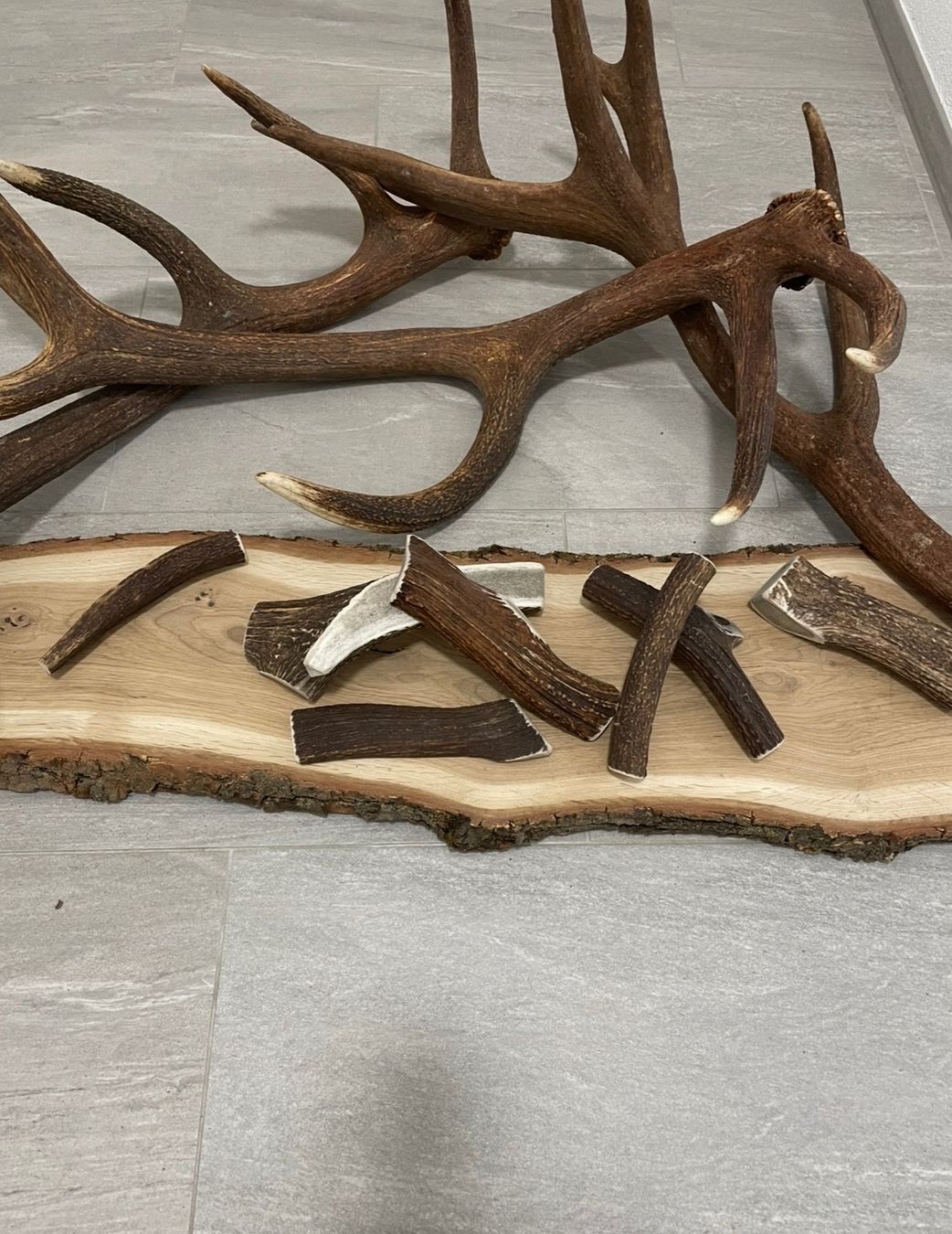 Mangimi: Hirsch Geweih M bois cerf M – Usato da Vuadens venduto da hoc_fd5p 3