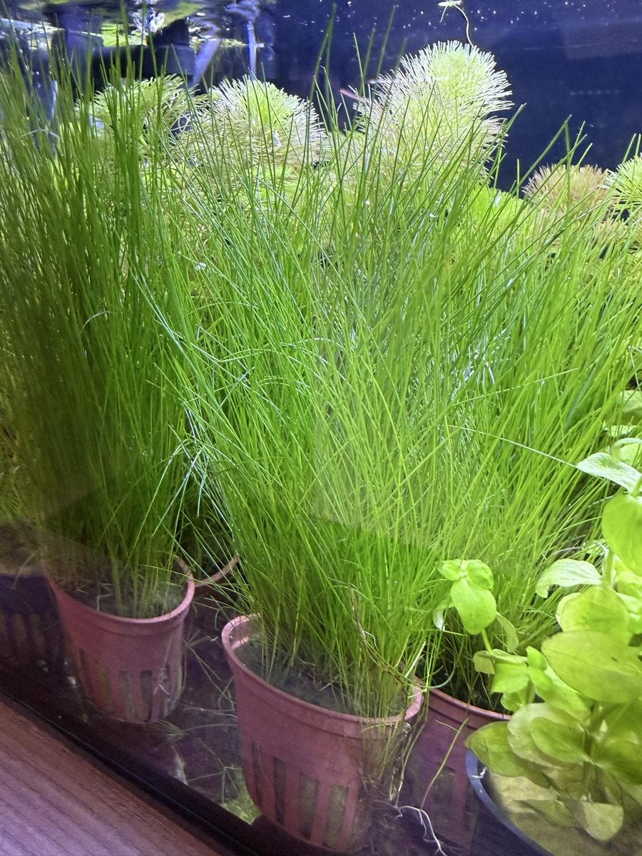 Piante & sementi: Aquariumpflanzen  Eleocharis parvula – Nuovo e nell'imballaggio originale da Dulliken venduto da miggu40 3