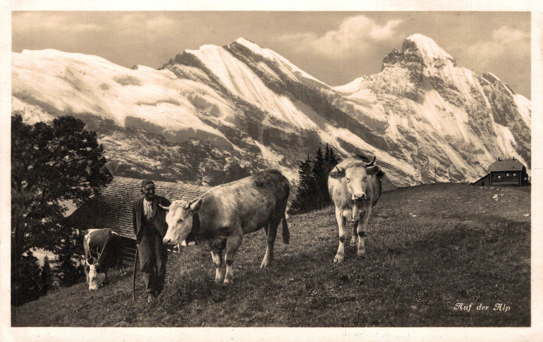 Cartoline postali: Auf der Alp. Senn mit Kühen – Usato da Bronschhofen venduto da Astore