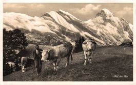 Auf der Alp. Senn mit Kühen