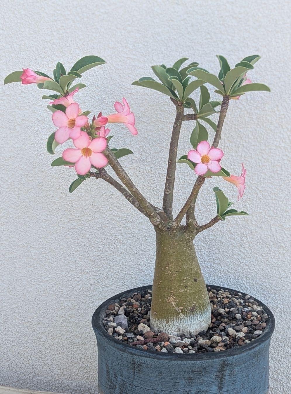 Piante & sementi: Adenium obesum  – Usato da Comano venduto da che_8lc2 2