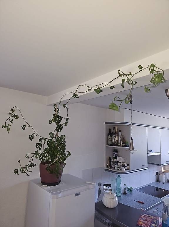 Piante & sementi: Große Monstera Monkey Mask (Adansonii) mit Topf  – Nuovo e nell'imballaggio originale da Thun venduto da iza_6nfj 1