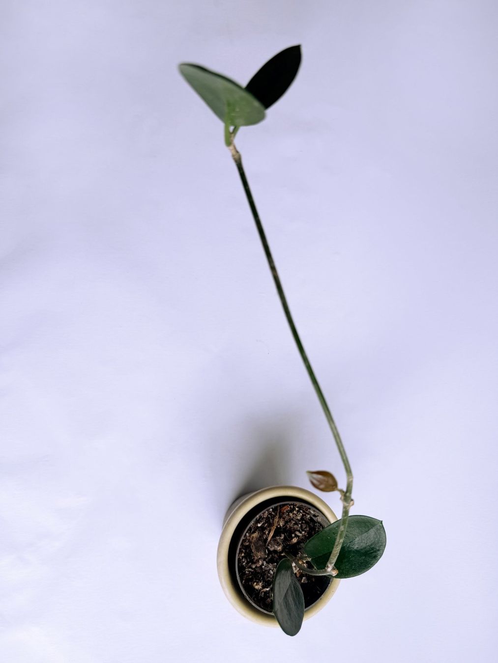 Piante & sementi: Hoya australis***** – Nuovo (secondo la descrizione) da Dübendorf venduto da Orchid18 1