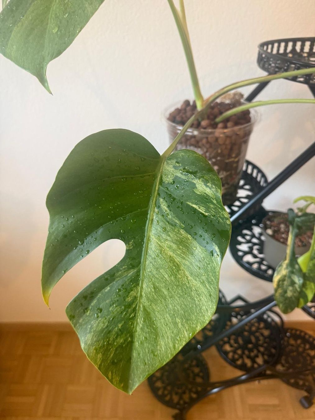 Pflanzen & Samen: Monstera Mint – Gebraucht aus Lausanne von kta_tss7 1