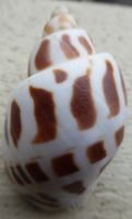 BABYLONIA AEROLATA:-MUSCHEL--61,2 MM;-SCHÖNE ZEICHNUNGEN;