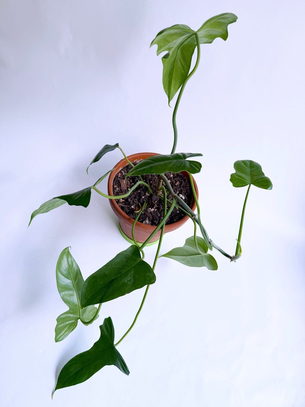 Piante & sementi: PHILODENDRON | Green Dragon***** – Nuovo (secondo la descrizione) da Dübendorf venduto da Orchid18 1