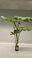 Syngonium 'Mottled Mojito' – Fresh Unrooted Cutting