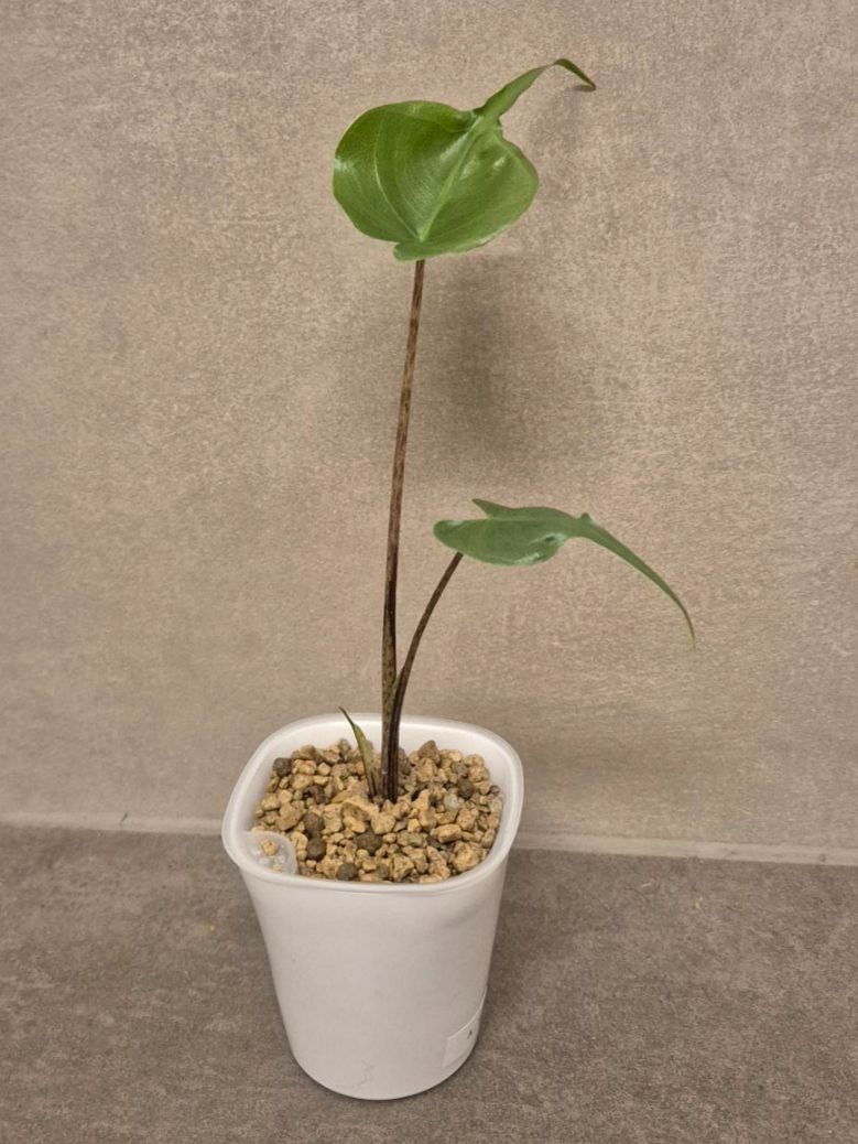 Piante & sementi: ⭐ Junge Alocasia Stingray⭐ – Nuovo (secondo la descrizione) da Dürrenäsch venduto da Tina_2023 1