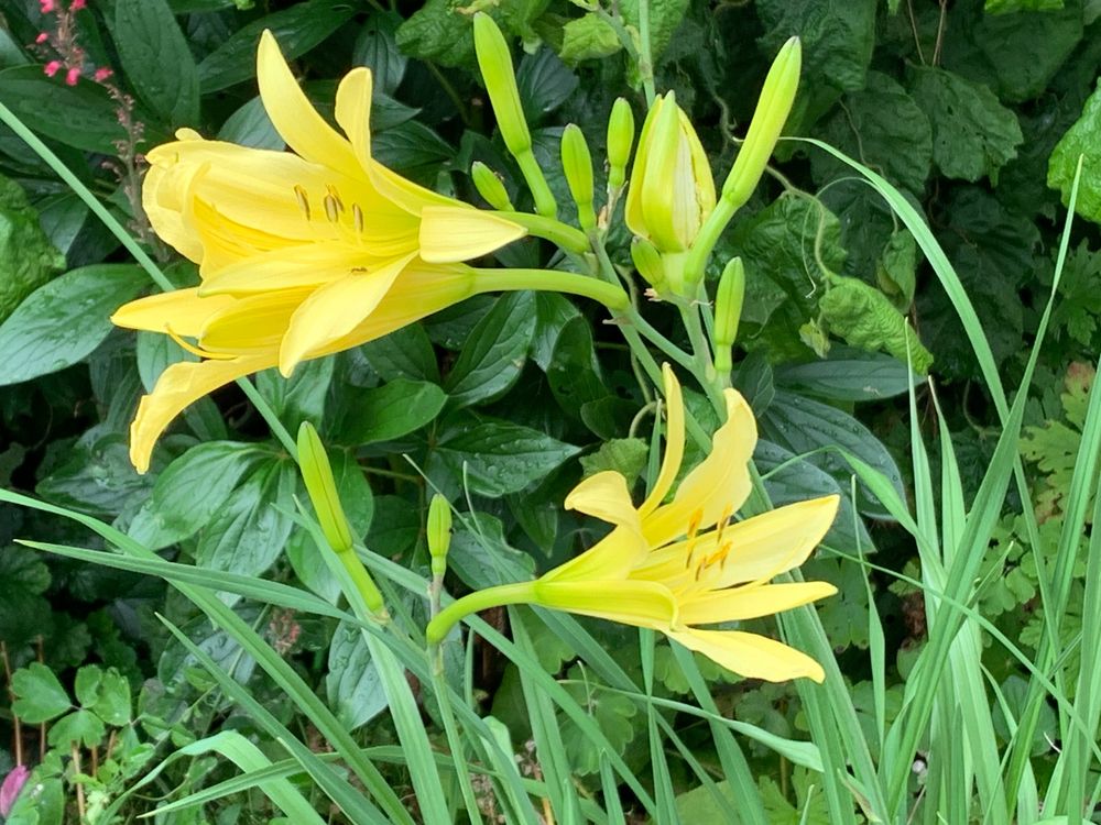 10 gelbe Taglilien in 20 cm Wurzelballen Gartenpflanze Kaufen auf Ricardo