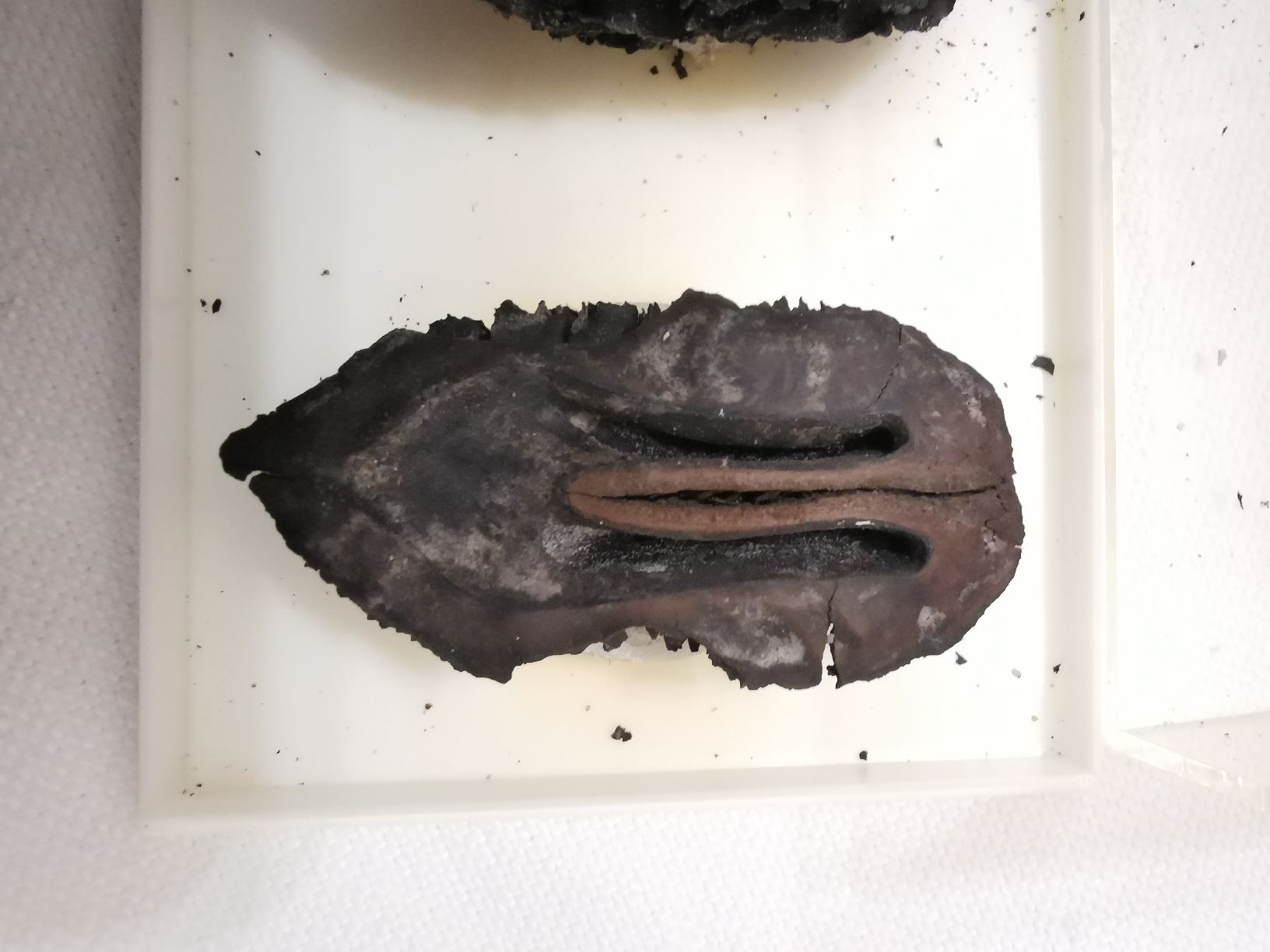 Fossiles: Juglans bergomensis – D'occasion à Basel par Treasurehunter 4