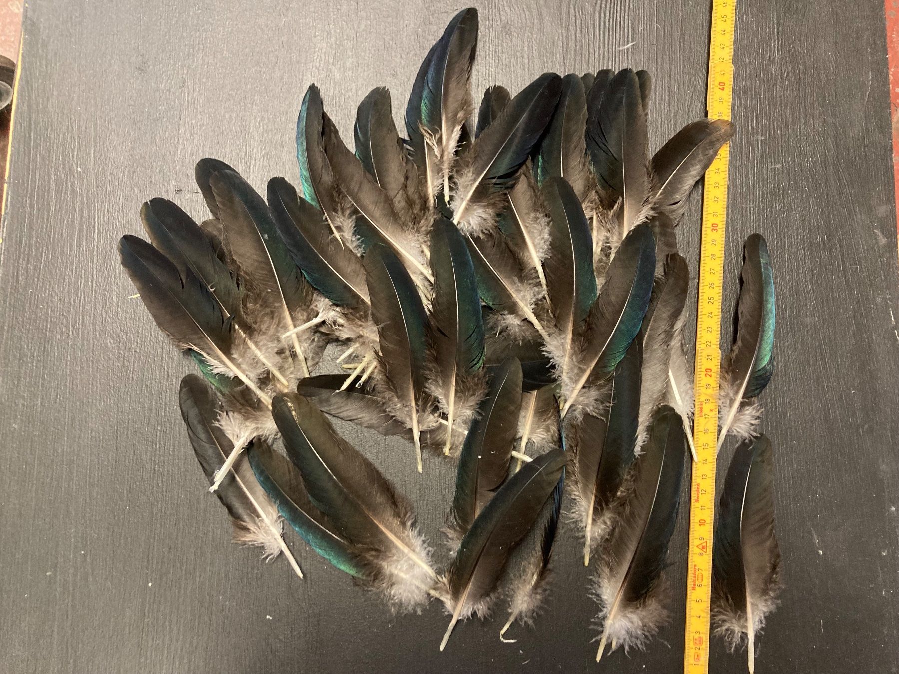 Il mondo degli animali: Pfauen Federn – Usato da Grosswangen venduto da arum01