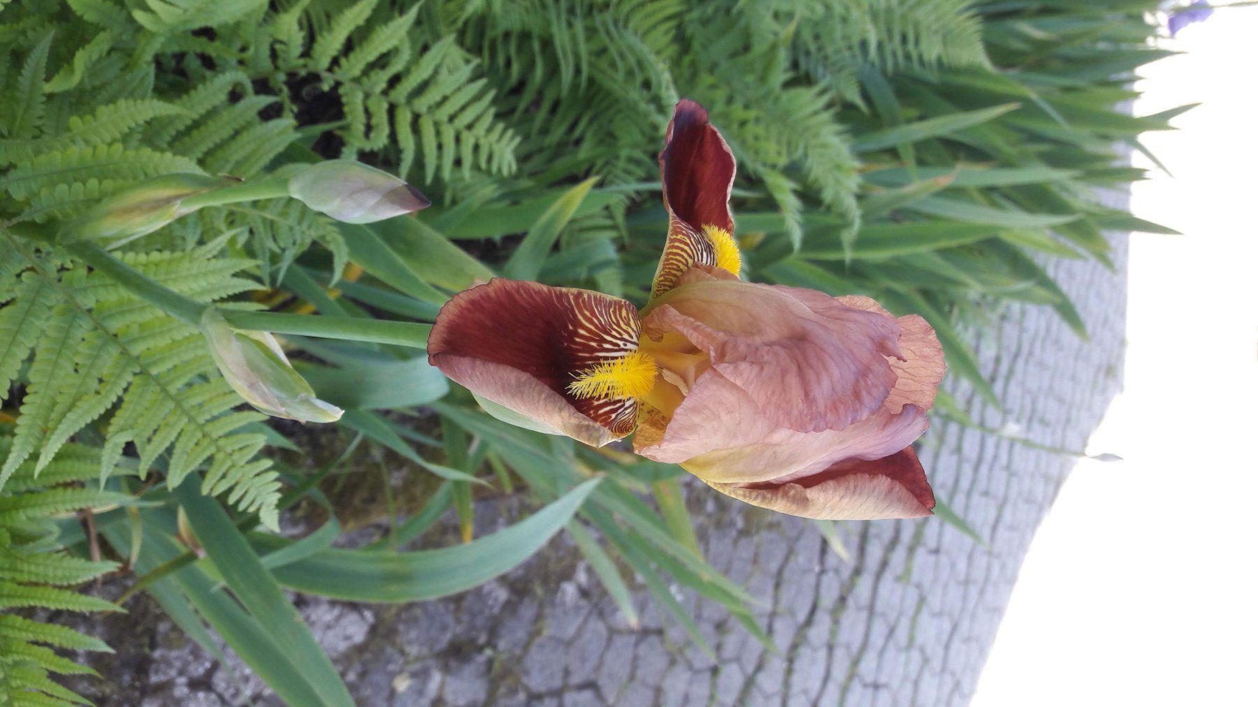 Piante & sementi: Iris Germanica-Grp. Schwertlilie – Usato da Zug venduto da SirGoldFish 4