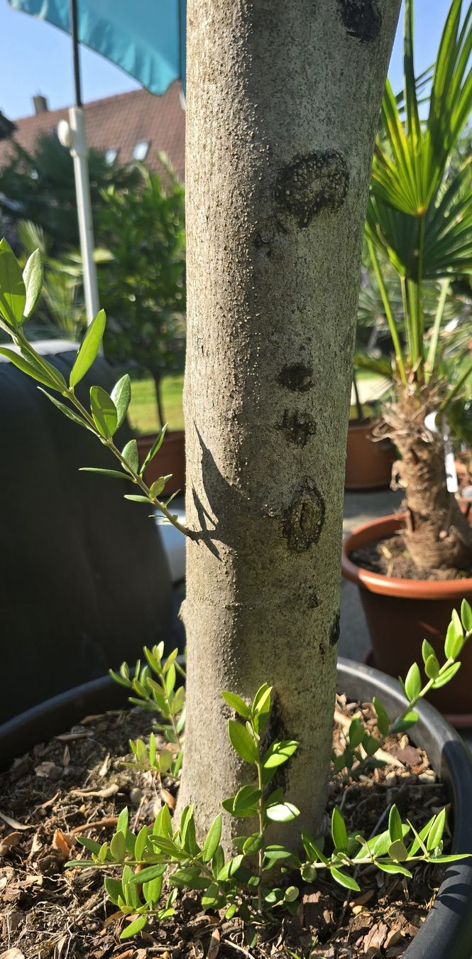 Plantes & graines: Toller schöner Olivenbaum  – D'occasion à Aarburg par popkorn65 4