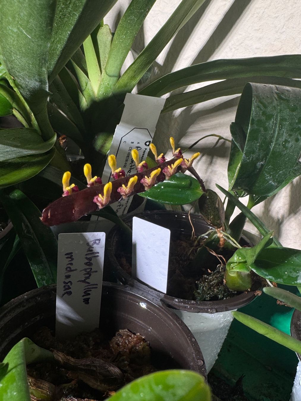 Pflanzen & Samen: Bulbophyllum falcatum – Gebraucht aus Männedorf von mrclst 4