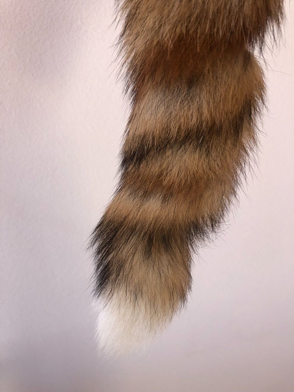 Cappotti: queue de renard – Usato da Bulle venduto da sop_ct6x 2