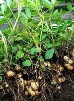 10 Erdnusssamen "ARACHIS HYPOGAEA" zum Keimen 🥜 10 graine‪