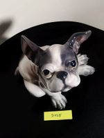 Französische Bulldogge - Dahl Jensen, Copenhagen, Dänemark