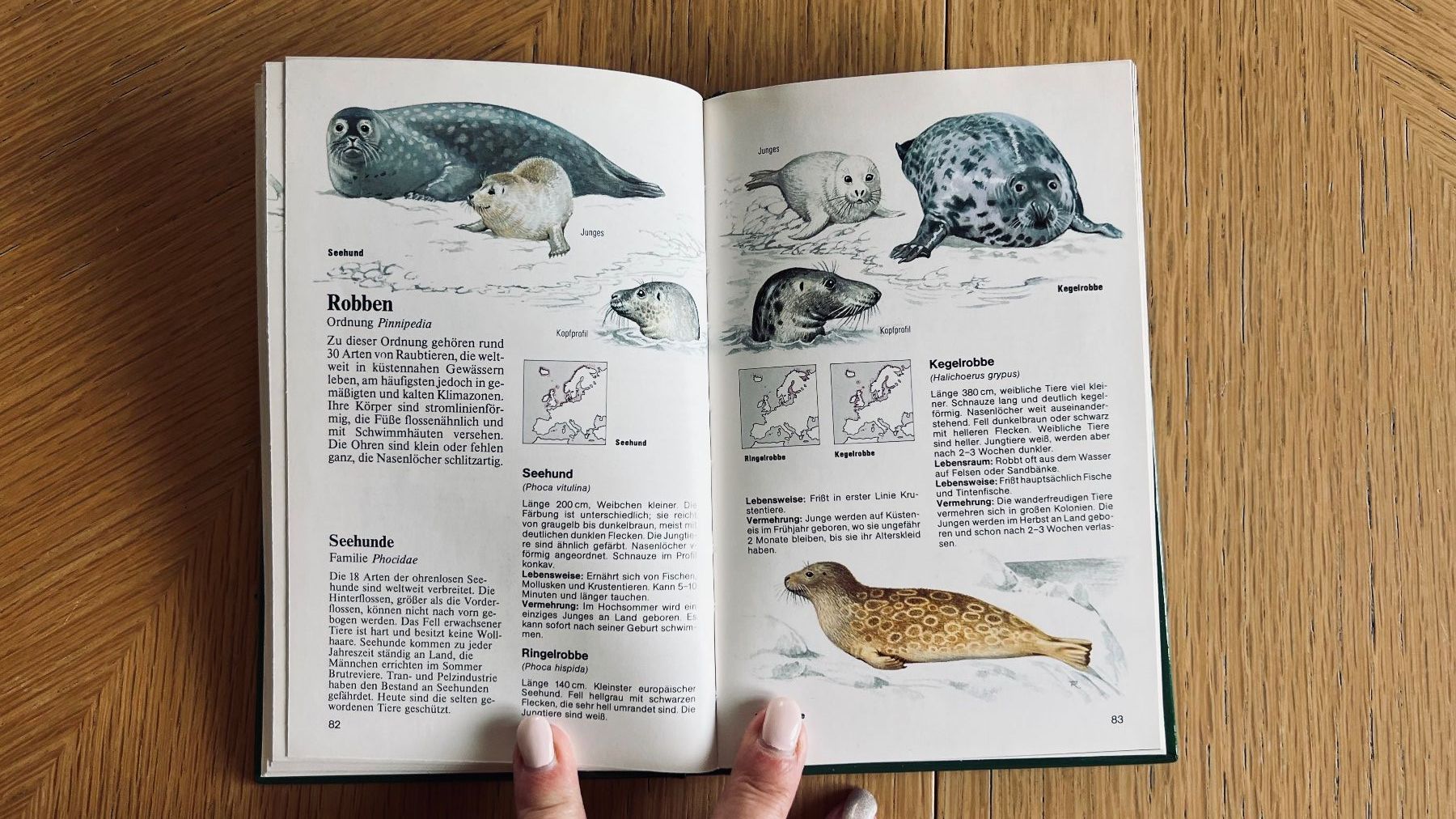 Libri: Säugetiere Erkennen und Bestimmen - Dein Tierlexikon!1982 – Usato da Schübelbach venduto da Dolly990_2 6