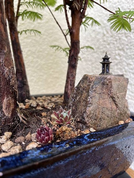 Bonsai Wald (Gebraucht) in Fislisbach fr CHF 250  nur Abholung auf  Ricardo kaufen